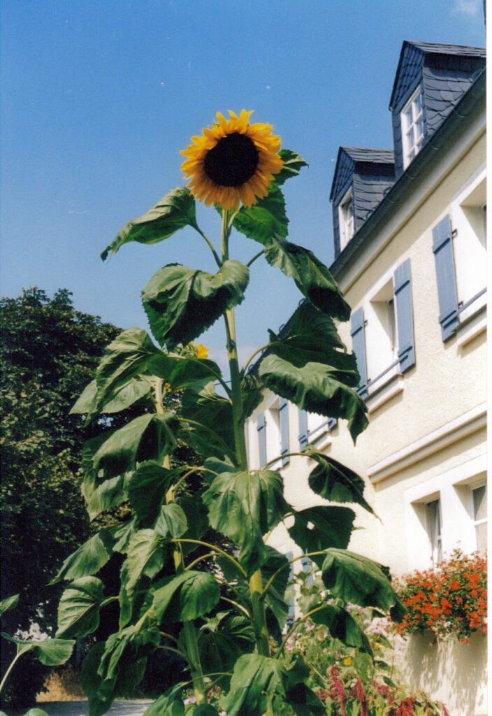 sonnenblume